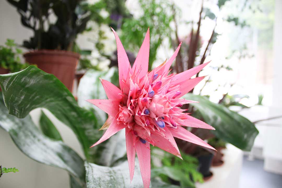 queer nature VI PER gallery Prague herbarium future architecture landscape architecture plants opening studio celine baumann babylon tower secret life of plants dry garden Czech Republic palm pyramid post anthropocene non-human